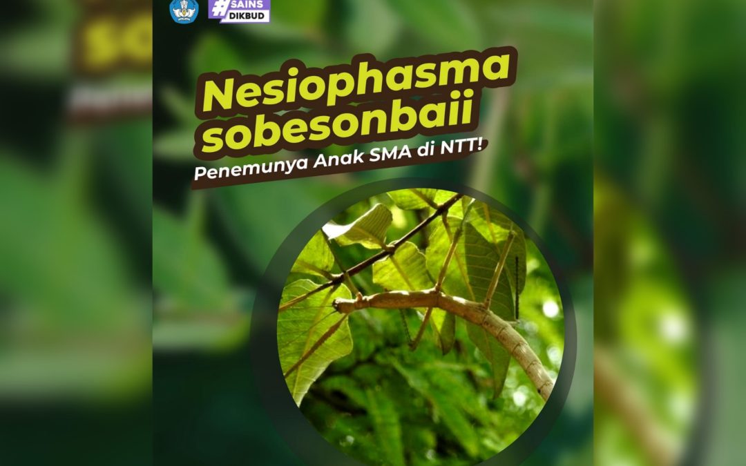 Nesiophasma Sobesonbaii, Spesies Serangga Baru Ditemukan Anak SMA Di NTT